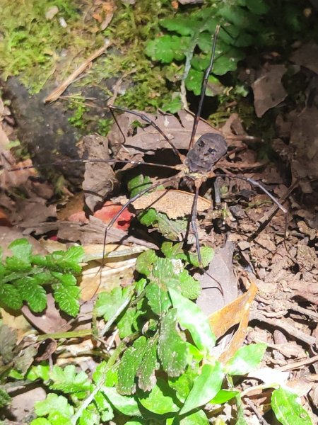 陽明大屯山區亂亂走3078518
