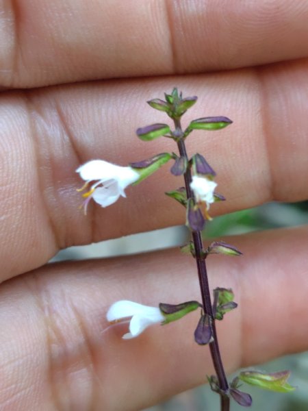 朝聖橋-射鹿部落-高燕部落-旗鹽山-排雲瀑布-沙拉灣瀑布2771034