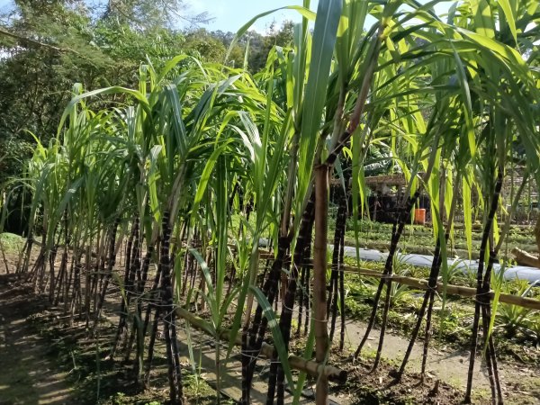 五堵獅頭山無菸步道2969472