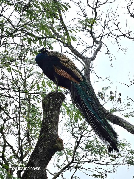 20260202徒步明德水庫大環湖2992471