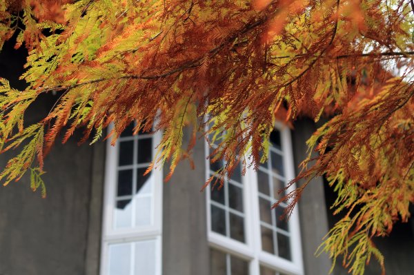 【南投~仁愛】清境農場賞銀杏落羽松楓紅1209053