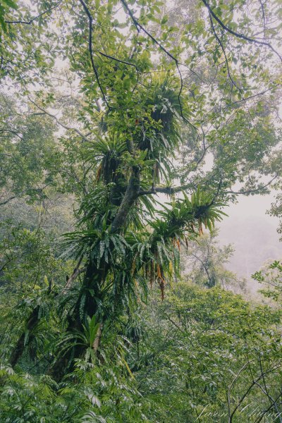 [新北]二格山2730204