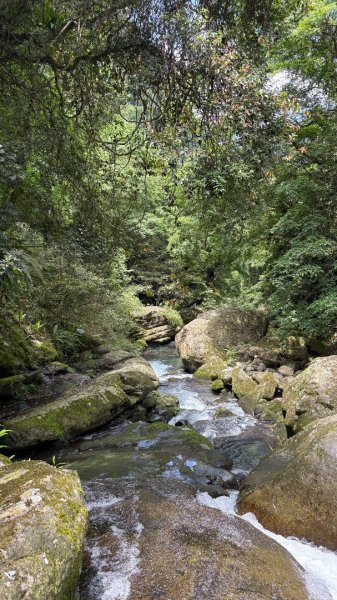 戲水（鴛鴦2786717