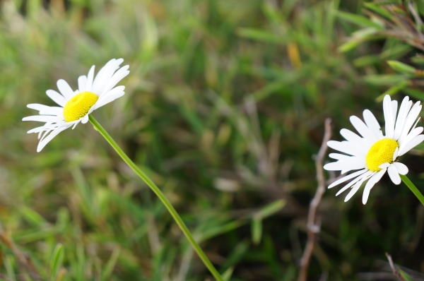 20140705差一點葛屁的合歡北西行6748