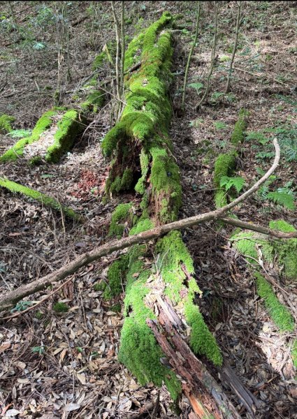 觀霧-檜山巨木群步道2925559