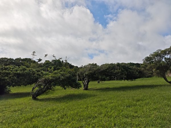 [百山百鳥尋旅-02/15] 2025_0809 社頂自然公園步道2856888