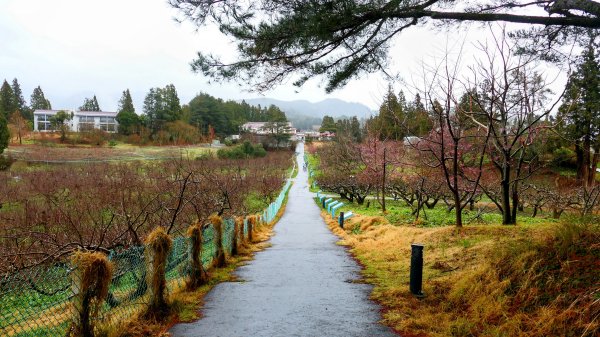 《青玉案・福壽山櫻》2712373