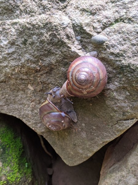 【屏東-小百岳】三大郊山 里龍山O走1025761