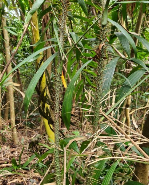 【中級山】有熊森林，谷關三雌白冷山2741096