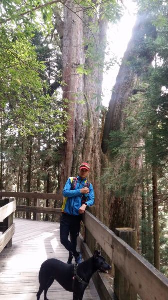 檜山巨木森林步道196414