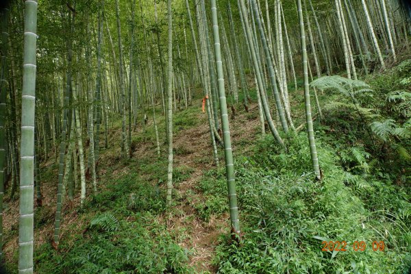 南投 信義 人倫山1839854