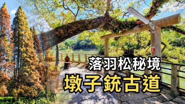 墩子銃古道：探訪落羽松秘境，走進百年重現的森林步道