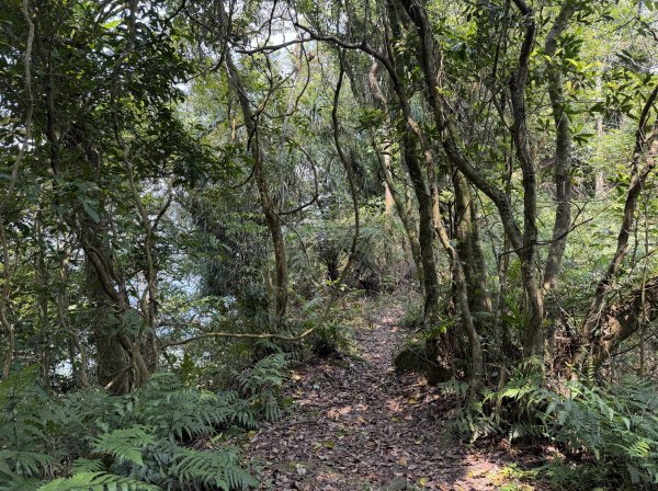 [微笑山線_第八段] 2026_0411 二格山系_筆架山北峰3035135