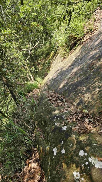 20250502大崙古道-崩山大崙-大崙西北峰-天王峰2776303