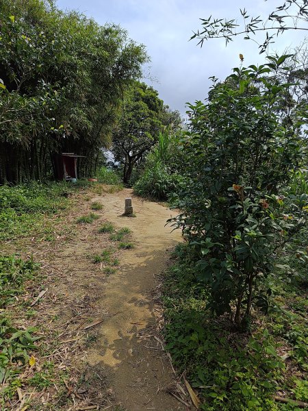 20260321大棟山系-百年大榕樹段3019046