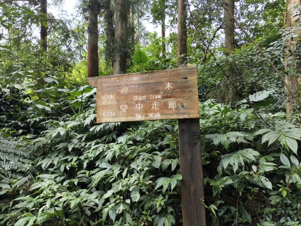 [百山百鳥尋旅-05/15] 2025_0830 溪頭賞鳥步道_觀景步道2875597