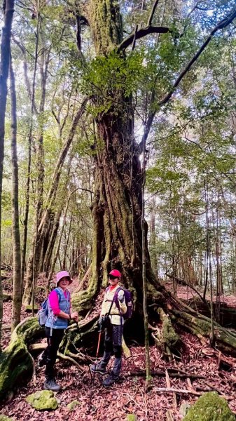 🌈3/7（六）谷關七雄波津加~大雪山進谷關出✨FB：熊熊趴爬走🌈3011482