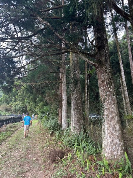 三針後山、雙連埤犬香薷節2592703