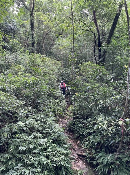 阿里磅,青山瀑布連走百年梯田2549094