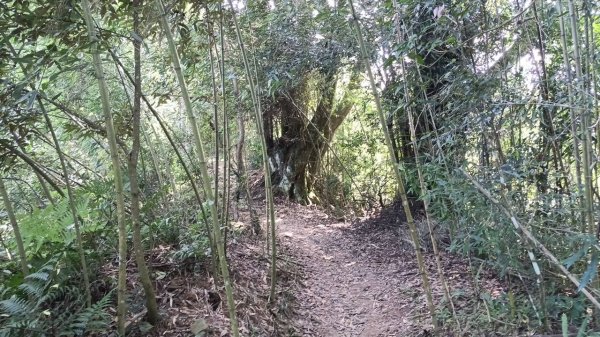 20251004 馬那邦山 - 珠湖 登山口2904912