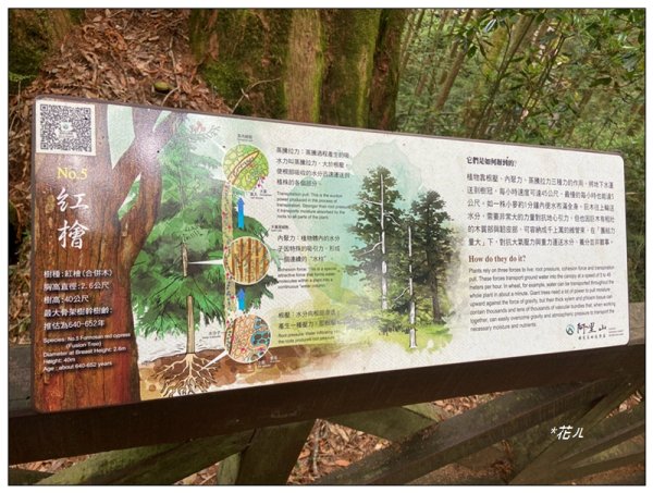 阿里山神木群棧道2771589