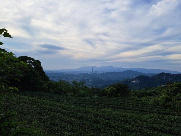 2026微笑山線樟樹步道3103334