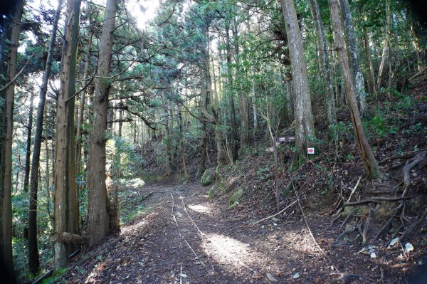 苗栗 南庄 加里山2963390