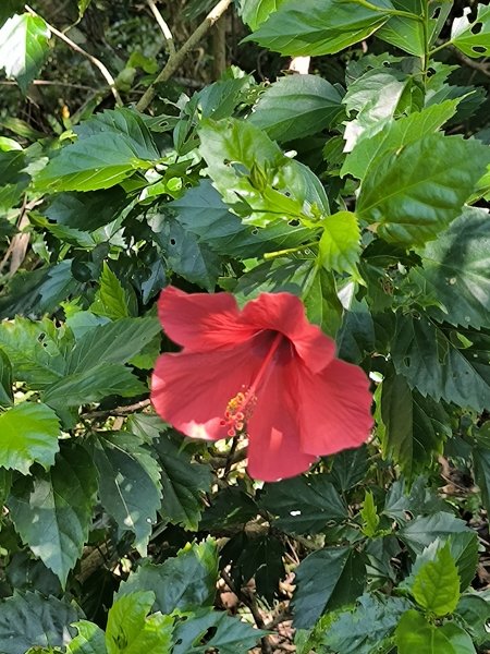 20250830天上山、旺旺嶺、太極嶺2874085