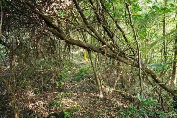 新北 汐止 北港山、金明山、柯子林山2585668