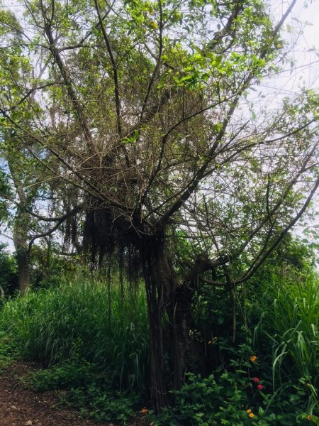 大坑6.7.10號565793