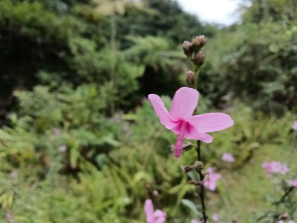 雙溪區中坑古道西線+中坑西山+內盤山土地公廟+中坑古道P字走2895317