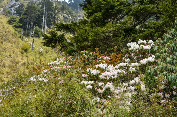 玉山前峰杜鵑盛開38586