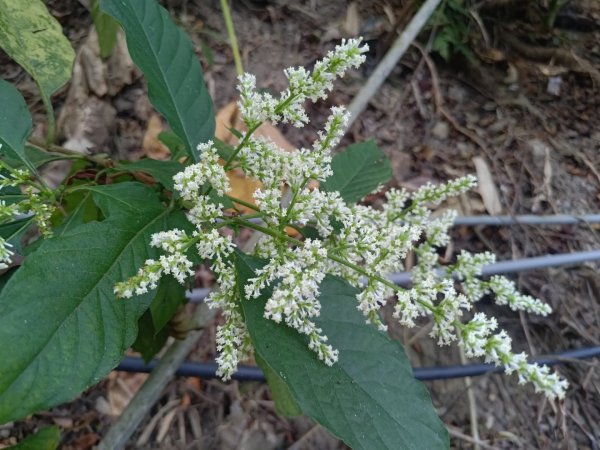 盆貿里山三盆連走2749519