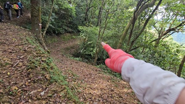 平湖西步道.內平林山.大坑山.平湖東步道O走全紀錄3094135