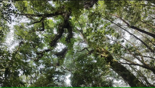 阿里山頂湖三連峰:天福山、芙蓉山、凸龜山2810089