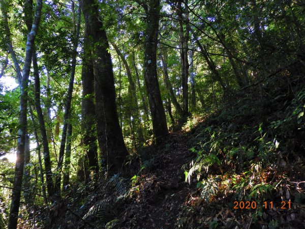 新竹 尖石 屯野生台山、石麻達山1178006