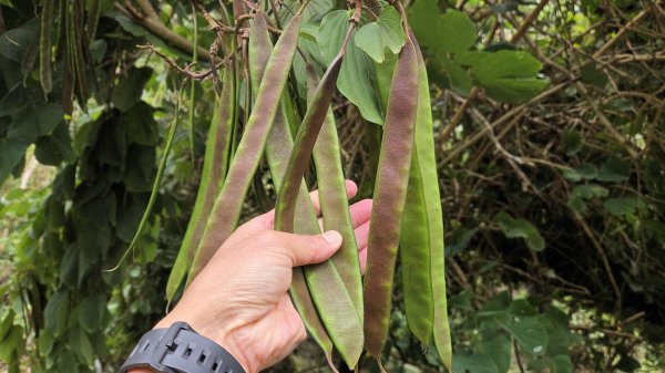 北部出發來去中部悠哉走個鐵砧山2993398