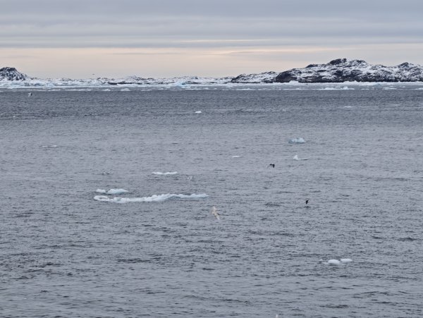 [紐約馬之行-27] 2025_1105 努克濱海木棧道(Nuuk Boardwalk)-下2947615