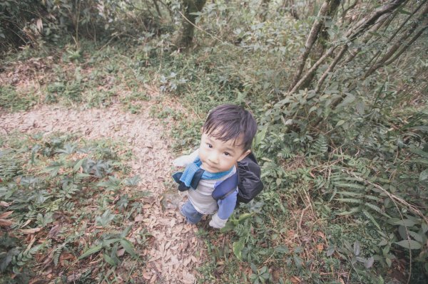 四歲小樂的第五座小百岳-鵲子山964899