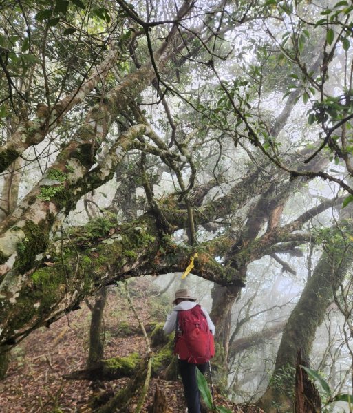 【中級山縱走】魯壁山，東穗山，大島田山，宇老觀景台2771651