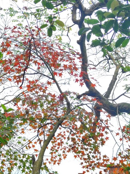 基隆紅獅劉蚵縱走2979388