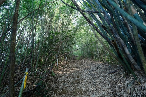 新竹 竹東 柯子湖山、尖山2613899