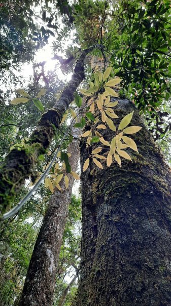 《台中》魔幻森林｜橫嶺山沙蓮山O型202104301367121