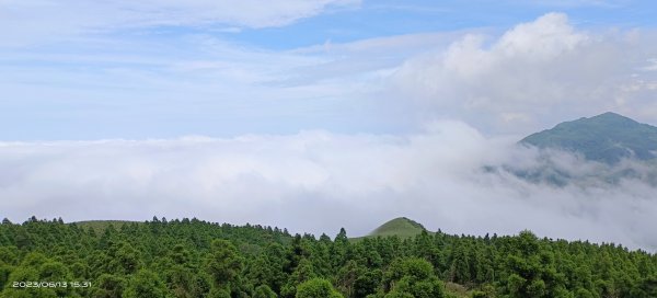 久違的陽明山雲海&觀音圈+蝴蝶全員集合6/13  #青斑鳳蝶 #青帶鳳蝶 #台灣粉蝶2180222