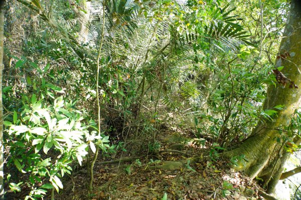 苗栗 卓蘭 白布帆山2967919