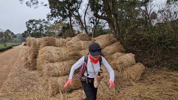 20260127三通嶺山.三義山(大桁茂山).慈濟山.大坪山大O走2990758