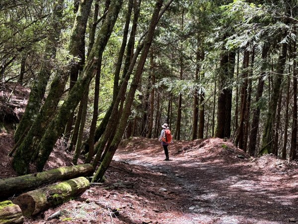 塔塔加楠梓仙溪林道 202506222827113