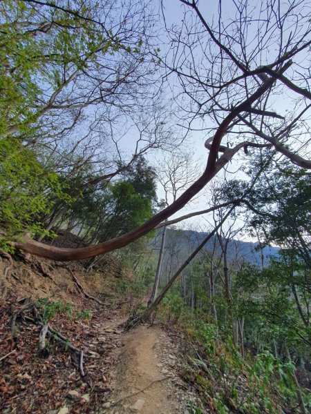 【丹大林道】卡社山&拉夫郞山西北峰1310466