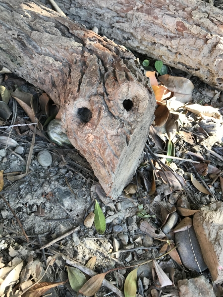 Reta臺灣百道001 阿朗壹97490