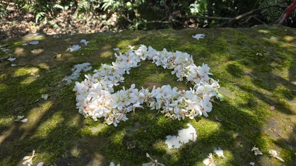 2025桐花大爆發，台灣最大的賞桐花景點，土城桐花公園、天上山及火焰山的桐花大爆發2776456